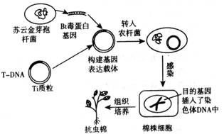基因工程與細胞工程 現(xiàn)代生物技術的雙翼，細胞培養(yǎng)與單克隆抗體的核心應用