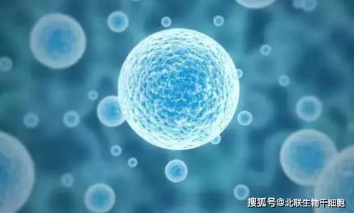 干細胞技術 掀開醫(yī)學革命新浪潮的細胞科技引擎